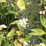 Sagittaria lancifolia Floare