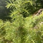 Juniperus communisLeaf