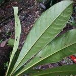 Buchenavia guianensis Листок