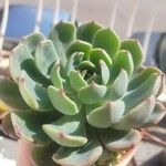 Echeveria colorata Deilen