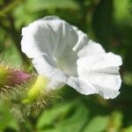 Distimake aegyptius फूल