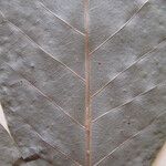 Handroanthus serratifolius অন্যান্য