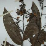 Ouratea francinae Diğer
