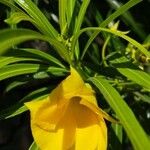 Thevetia neriifolia Flor