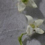 Galium pumilum Flower