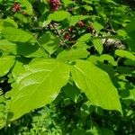 Calycanthus floridus Blatt