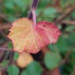 Pelargonium betulinum Hostoa