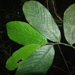 Polyceratocarpus microtrichus Leaf