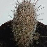 Mammillaria pottsii পাতা