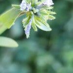 Linaria micrantha Flower
