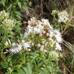 Chromolaena odorata Flor