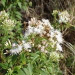 Chromolaena odorata Bloem