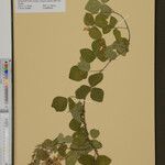 Rhynchosia holstii Other