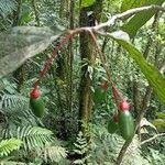 Ocotea atirrensis Fruto