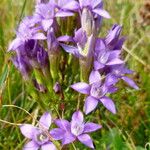 Gentianella germanica Fleur