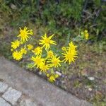 Senecio vernalis Maua