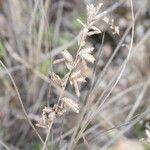 Eragrostis elongata عادت داشتن