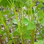 Oxalis dillenii Rinde