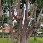 Yucca giganteaHabitat