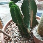 Euphorbia cooperi Hoja