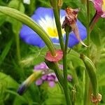 Linaria maroccana Fruit