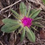 Gomphrena macrocephala Flower