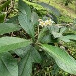 Solanum umbellatum 花