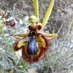 Ophrys speculum Virág