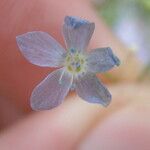 Saltugilia caruifolia Flower