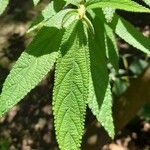 Debregeasia longifolia 葉