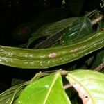 Inga sapindoides Otro