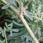 Medicago sativa Corteza