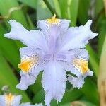 Iris japonica Flors