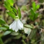 Afropectinariella gabonensis Flower