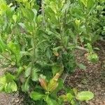 Anacardium occidentale موطن