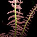 Olfersia cervina Лист