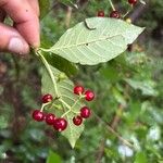 Psychotria horizontalis Fruct