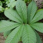 Rodgersia aesculifolia BatalinЛист