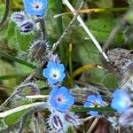 Myosotis strictaFlower