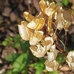 Nemesia floribunda Fruitua