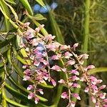 Tamarix chinensis 花