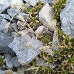 Arenaria aggregata Fruto