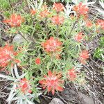 Castilleja rupicola