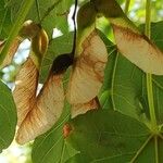 Acer heldreichii Fruit