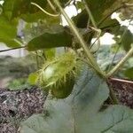 Passiflora foetida Fruit