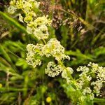 Galium mollugoफूल