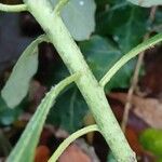 Euphorbia amygdaloides Écorce