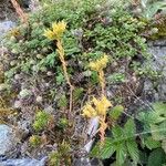 Petrosedum montanum Habit