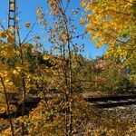 Pyrus communis Celota