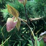 Paphiopedilum spp. Çiçek